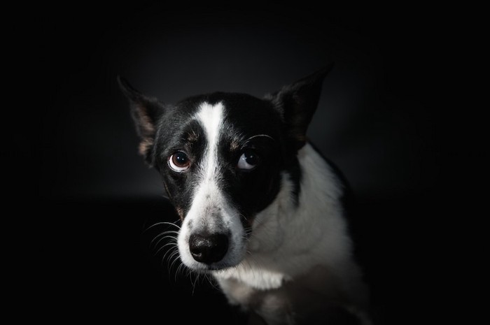 怖がって上目遣いをしている犬