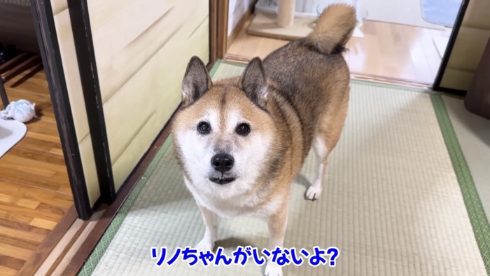 畳の上に立ちこちらを見ている柴犬