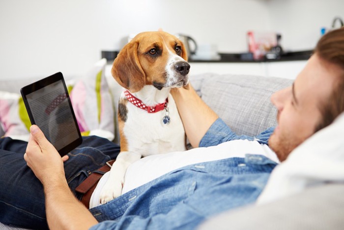 男性を見つめる犬