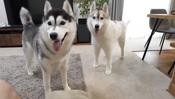 並ぶ2匹の犬