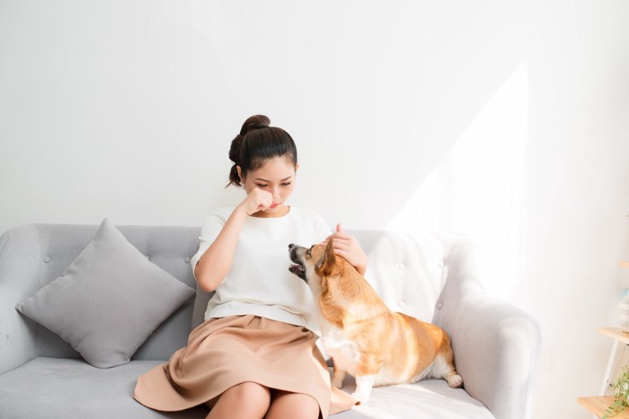 グレーのソファーに女性と犬