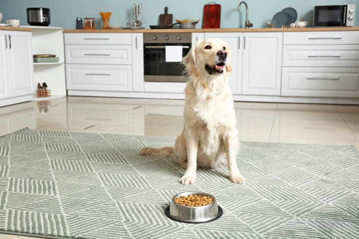 ご飯の前で待つ犬