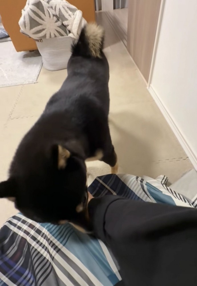 腕の奥の匂いをかぐ犬