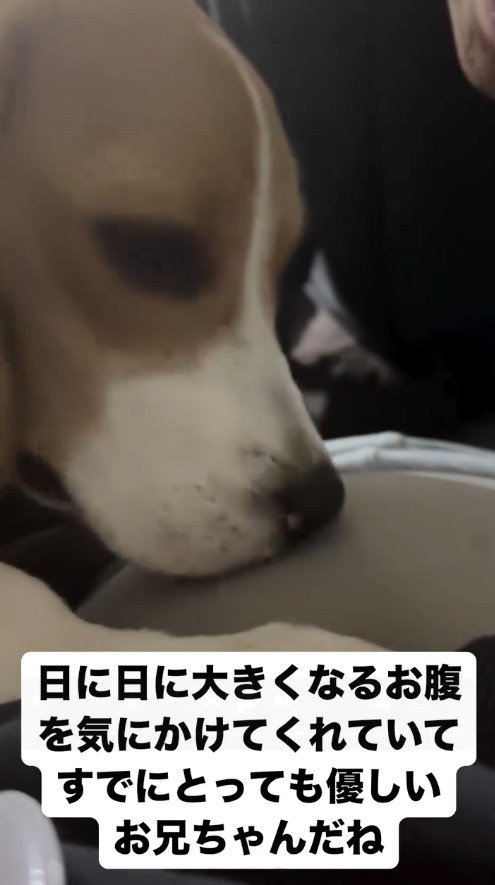 飼い主のお腹の匂いを嗅ぐ子犬