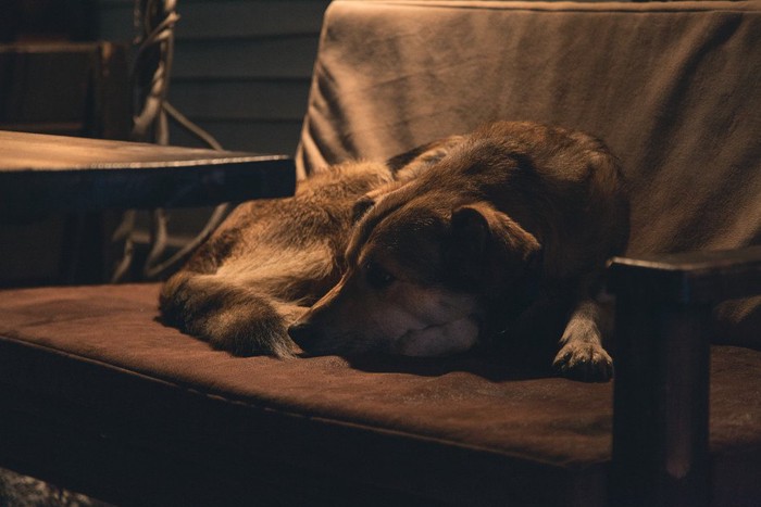 薄暗い中、椅子で丸くなる犬