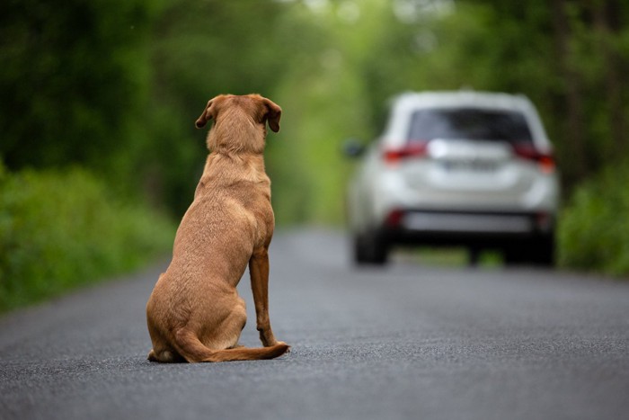 道路に遺棄された犬