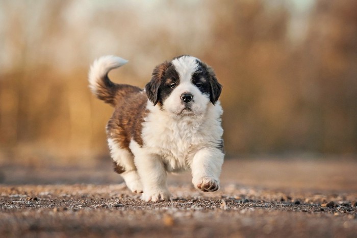 向かって来るセント・バーナードの子犬