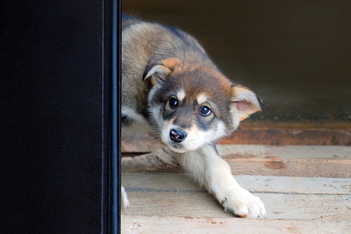 怯えている犬の写真