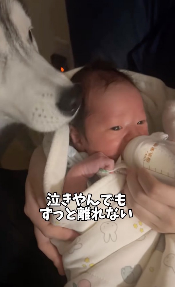 ミルクを飲む赤ちゃんと見守る大型犬