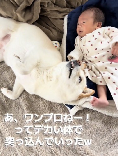 赤ちゃんの横で仰向けになる犬