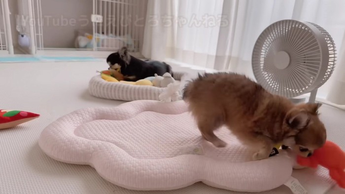 遊んでみたものの…