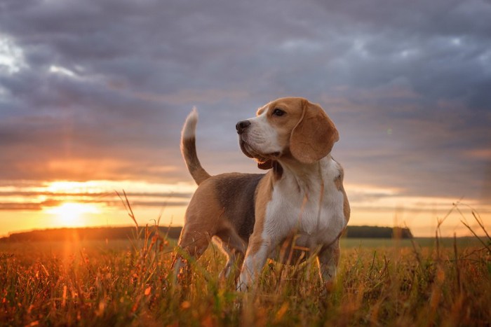 夕日の中で尻尾を立てる凛々しい犬