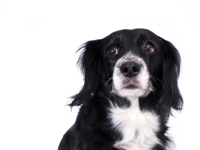 怯えた表情の犬