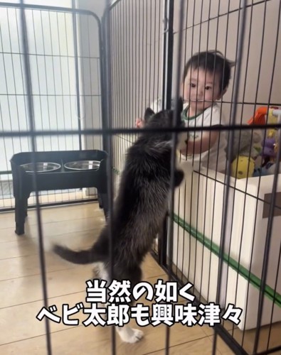 柵越しに赤ちゃんへ近づく子犬