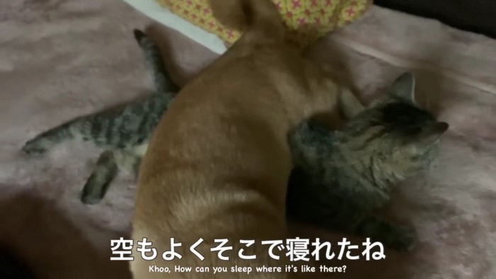 寝るときも一緒…♡