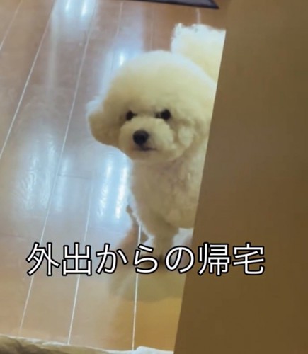 じっと見つめる犬