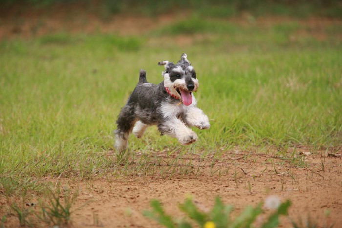 走る犬