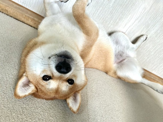 ヘソ天