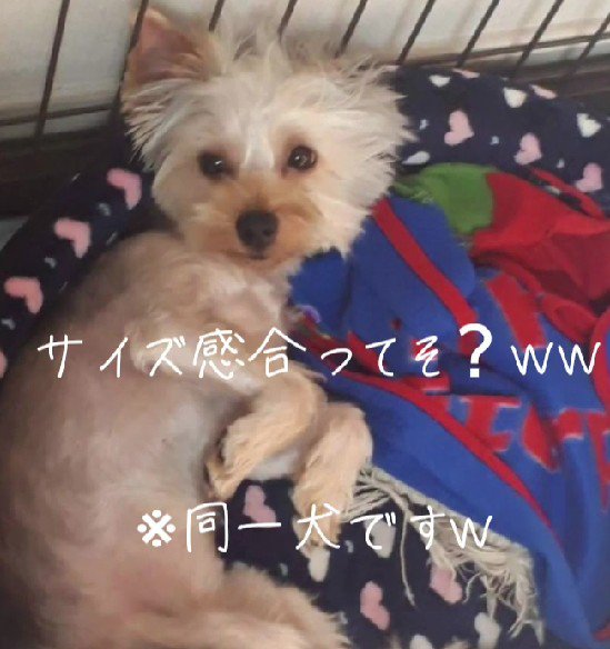 しかも大きい…！？