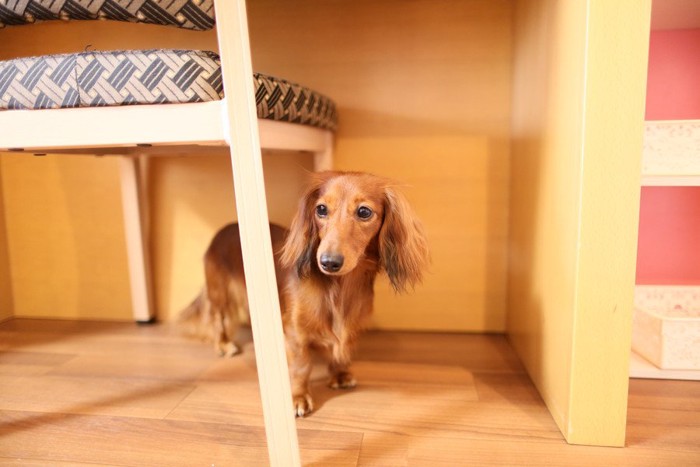 椅子の下に隠れる犬