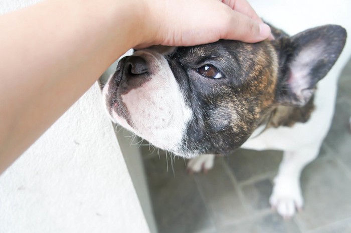 飼い主に撫でられて嬉しそうな犬