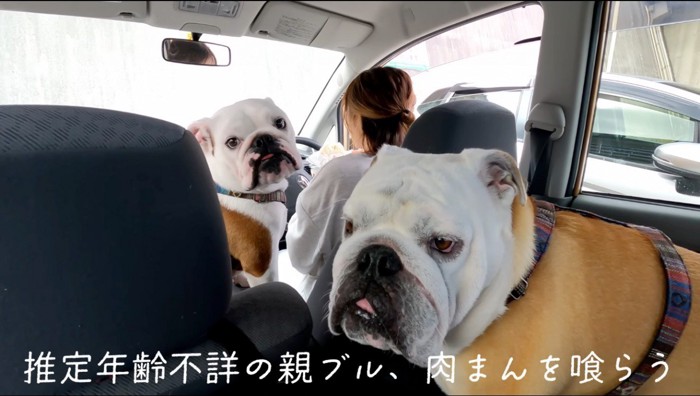 女性が運転する車に乗る2匹の犬