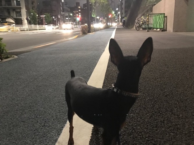 夜道で振り返る犬