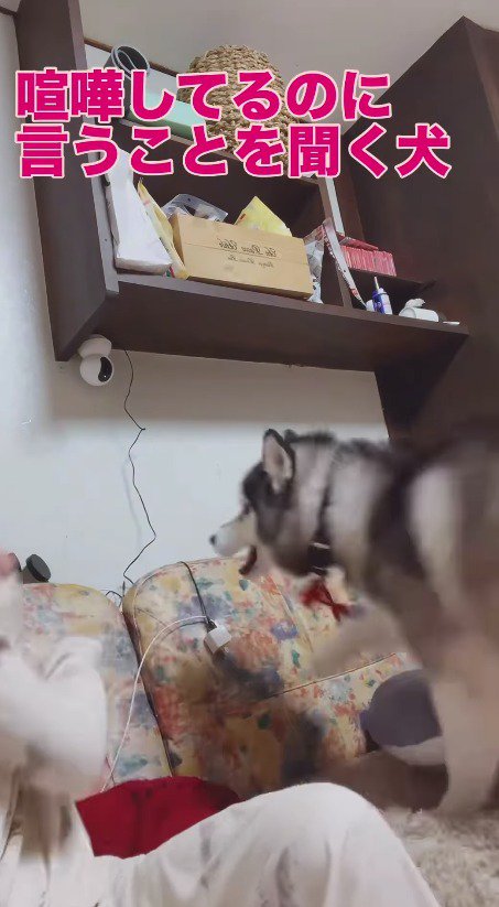 飼い主の方へ駆け寄る犬