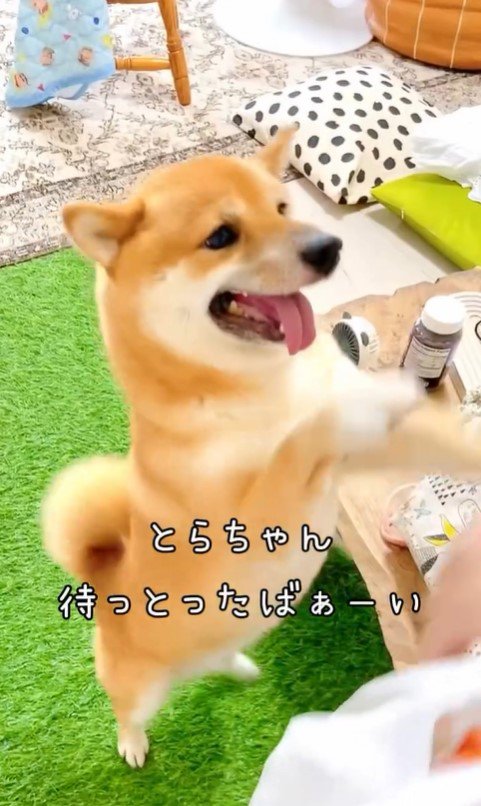 おばあちゃんを歓迎するとらちゃん3