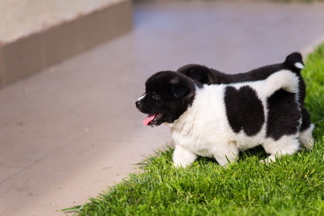 アメリカンアキタの子犬