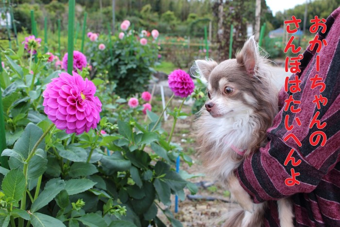 フィーユとダリアのお花