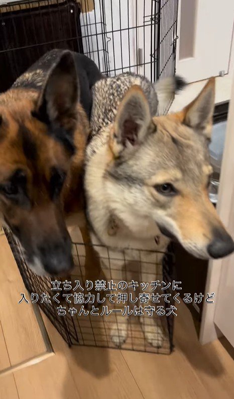 キッチンに入りたいダズくん＆ベネッタちゃん5