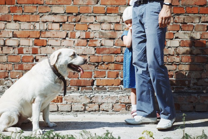 犬が怖くて親の後ろに隠れる女の子