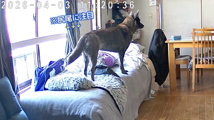 ハルヱちゃんはしょんぼり