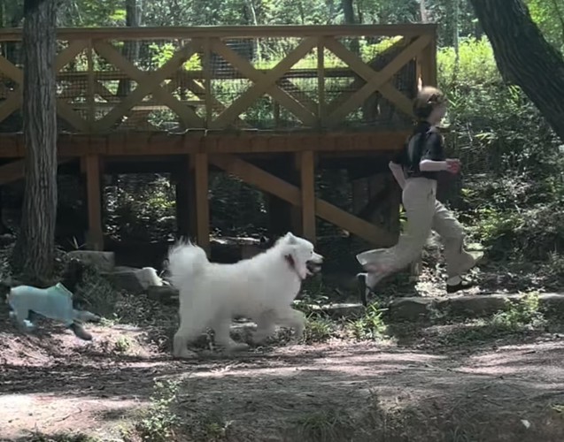 大型犬の後ろを走るミニチュアシュナウザー