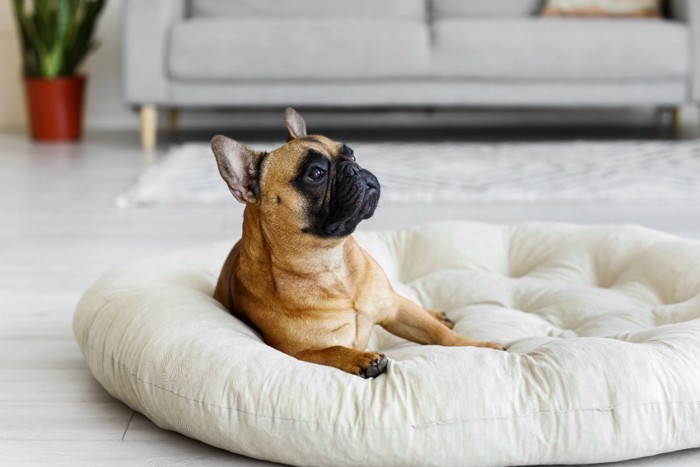 犬用ベッドに座る犬