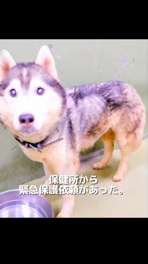 保護施設にいるハスキー