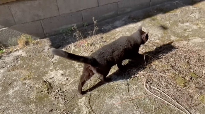 庭を歩く猫