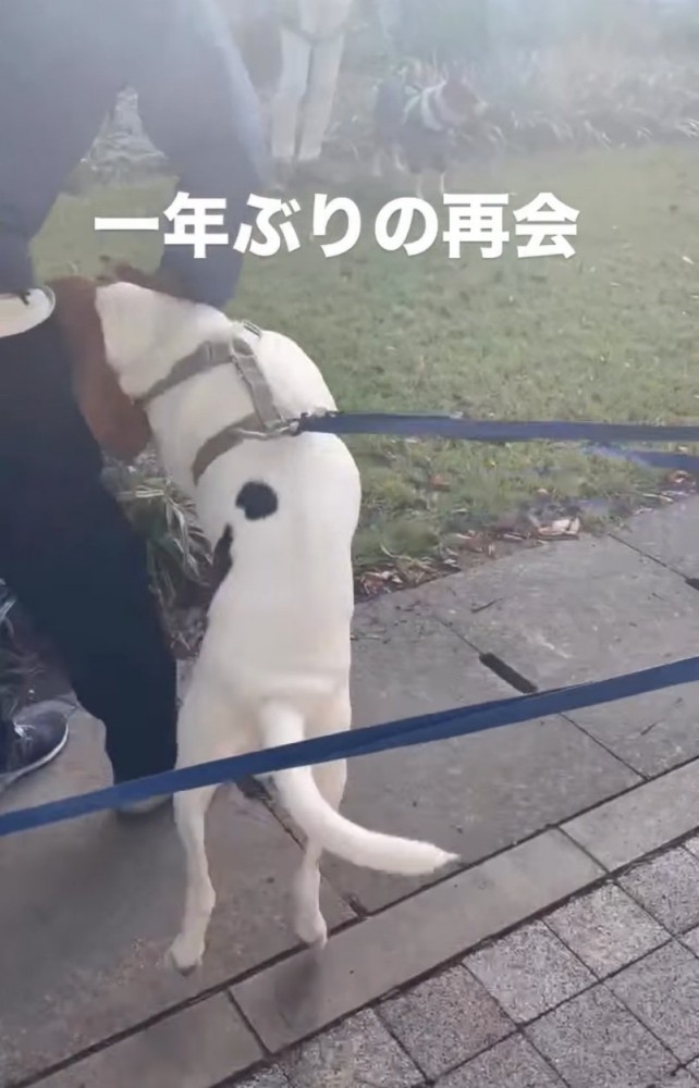 興奮する犬