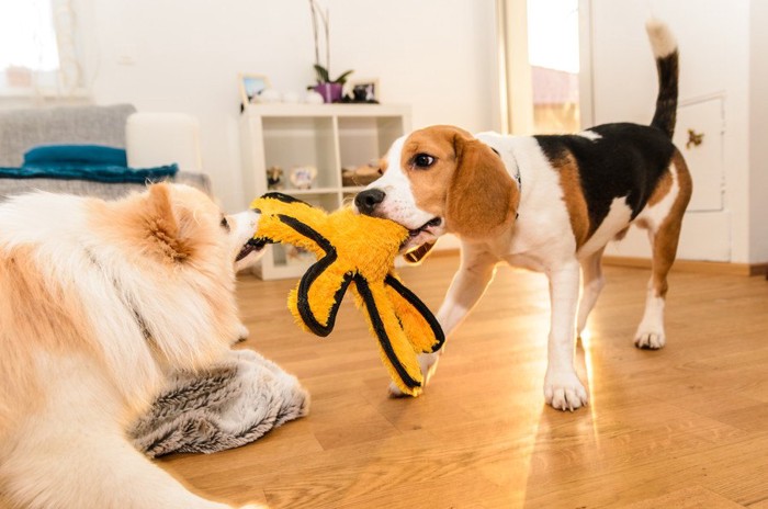 引っ張りっこする犬