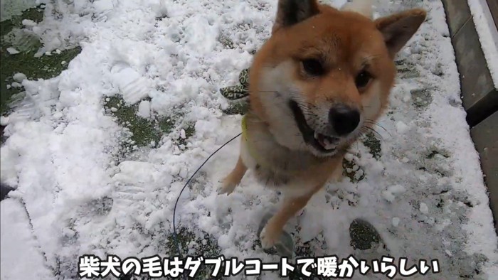 初めての雪に喜ぶおにぎり君3