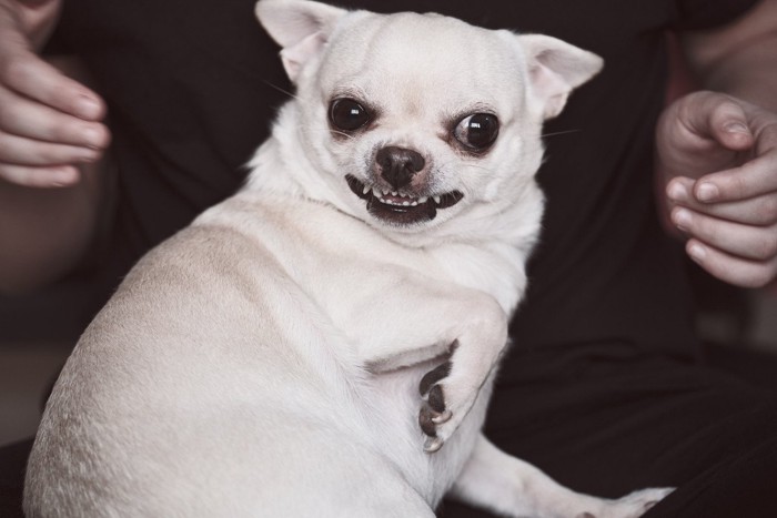怒る白い犬