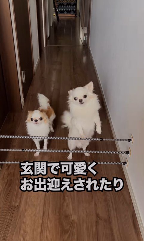 昭和のおじさんがワンコを飼ったら4