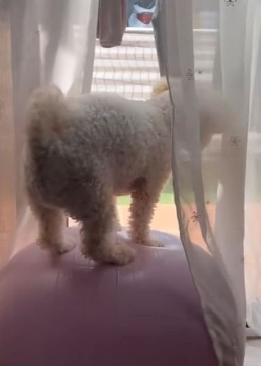 プルプル…プルプル…