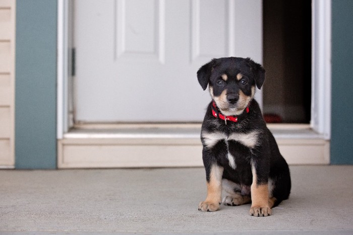 ドアの前に座る子犬