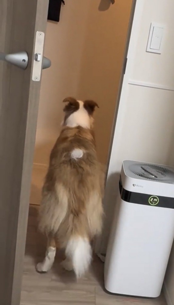 玄関の方を見つめる犬