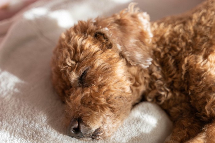 気持ちよさそうに眠るトイプードルの老犬