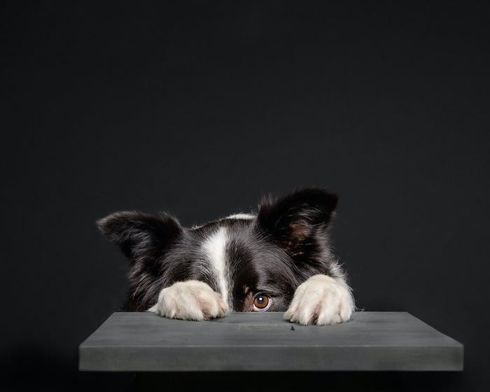 隠れてこちらの様子を伺う犬