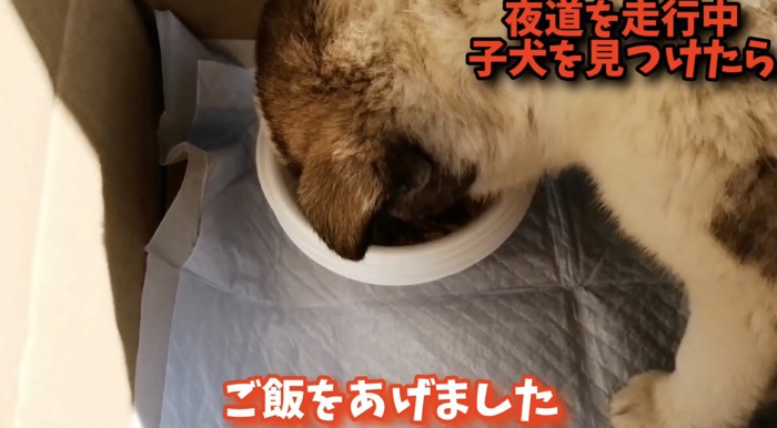 ご飯中の子犬