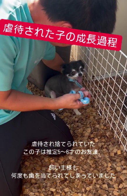 虐待されたわんこ